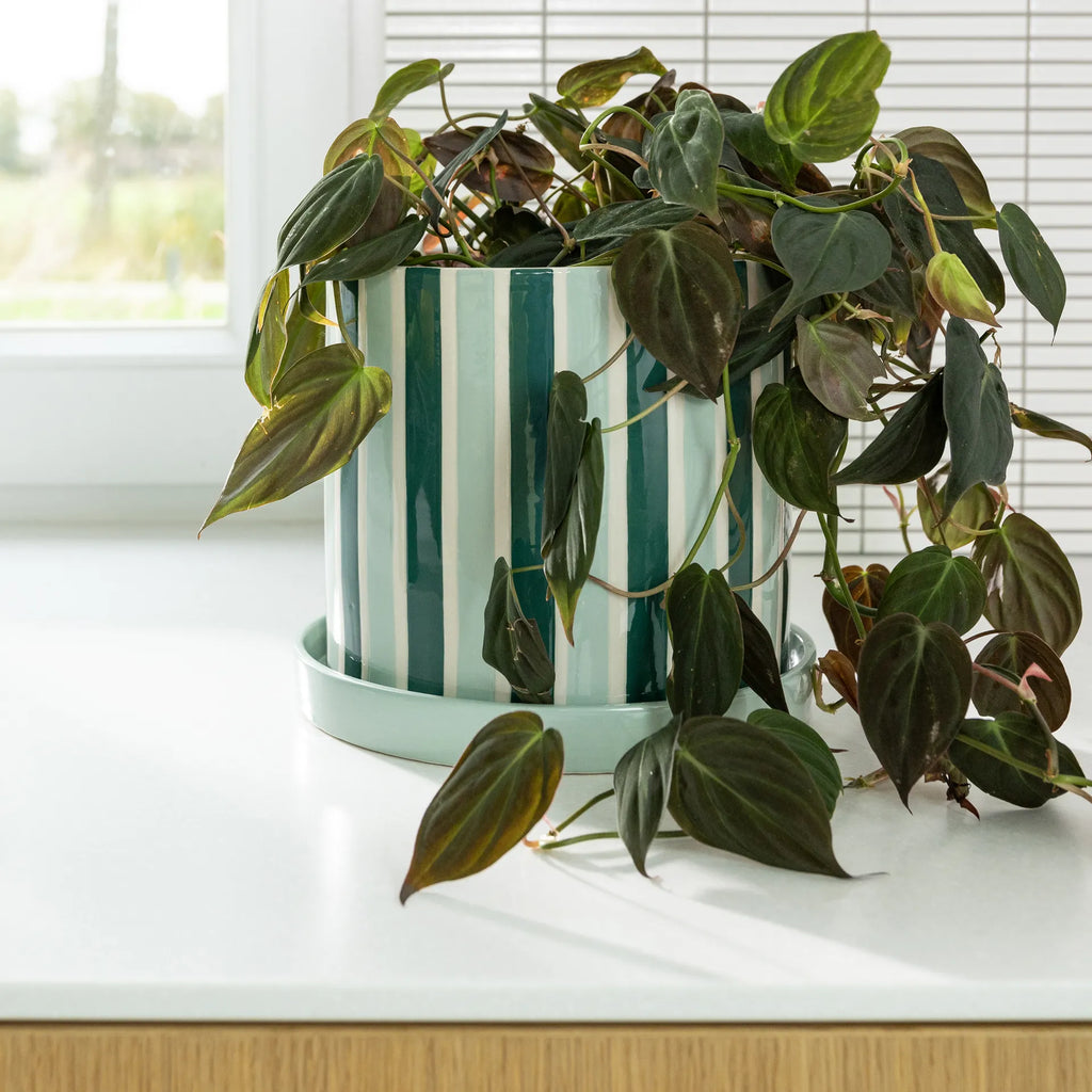 Clash Planter (Stripe) by &klevering